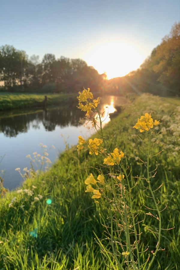 Koolzaad langs het kanaal bij zonsondergang
