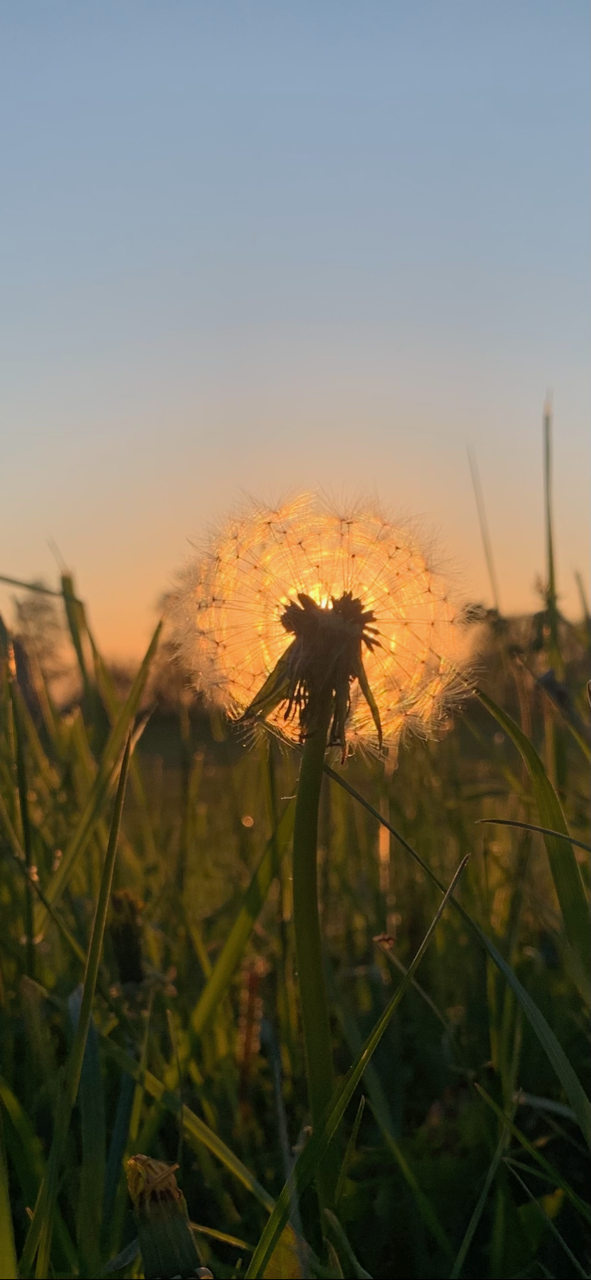 Paardenbloem bij zonsondergang